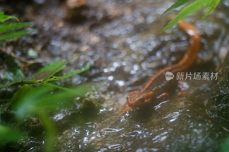 动物:成年喜马拉雅蝾螈(Tylototriton verrucosus)，也被称为鳄鱼蝾螈、鳄鱼蝾螈、喜马拉雅蝾螈和红节蝾螈。